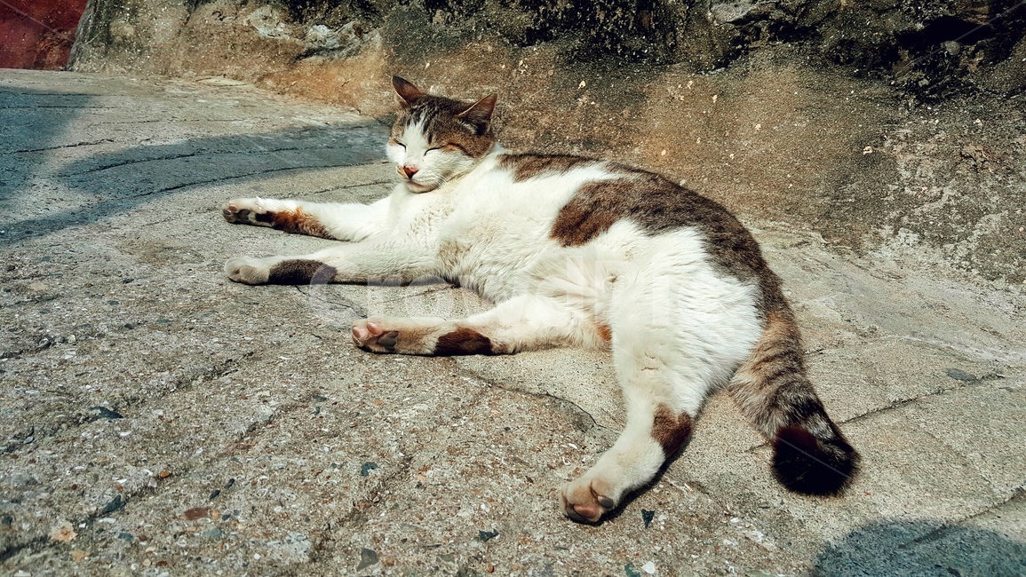 고양이,애완동물,낮잠,평온,냥이,동물,animal,포유류,mammal,고양이,cat,kitten,kitty