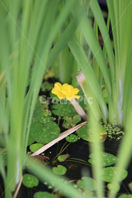 연꽃,blossom,plant,식물,꽃,식물,자연,plants,nature