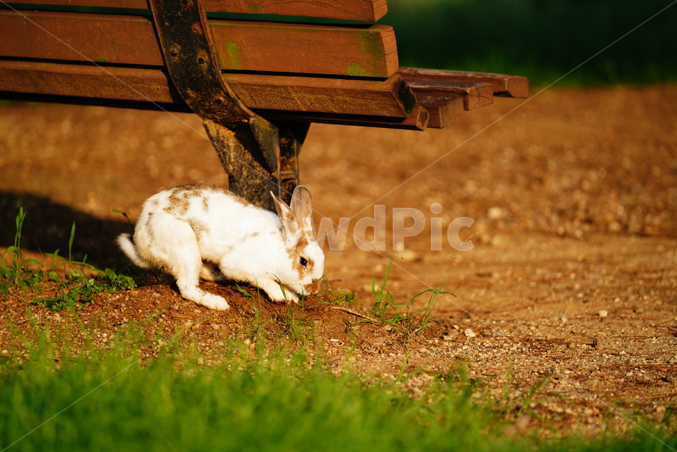 토끼,동물,생명,생물,자연,rabbit,animal,포유류,포유류,mammal