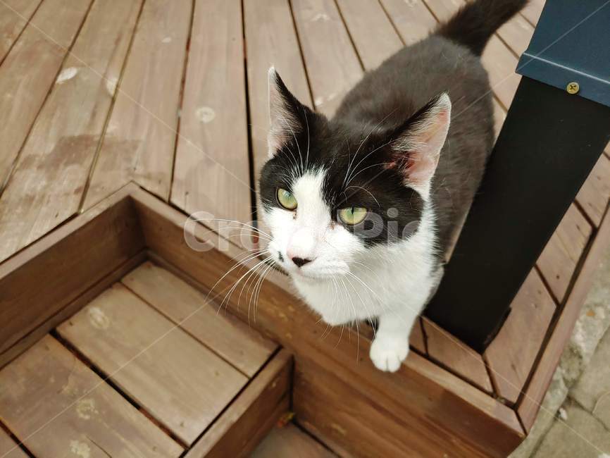 고양이,동물,자연,귀여움,개냥이,동물,animal,포유류,mammal,고양이,cat,kitten,kitty