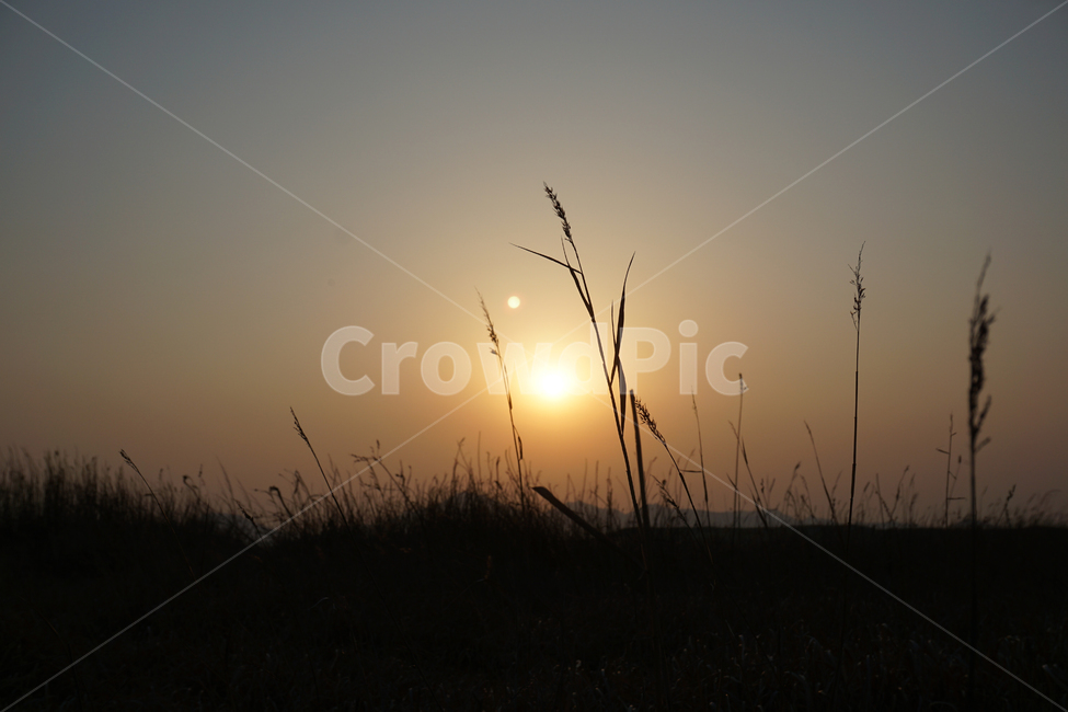 일몰,낙조,석양,노을,갈대,해,다대포,부산,해수욕장,자연,풍경,nature,landscape,outdoors,옥외,grass,잔디,plant,식물,sky,하늘