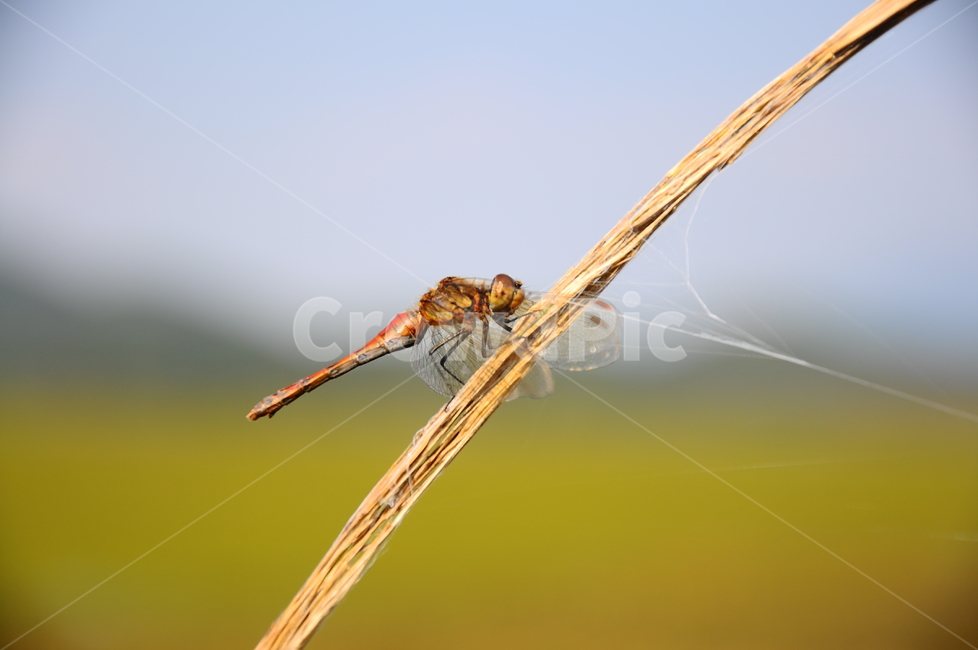 잠자리,가을,노란,우포늪,접사,동물,animal,곤충,벌레,insect,bug