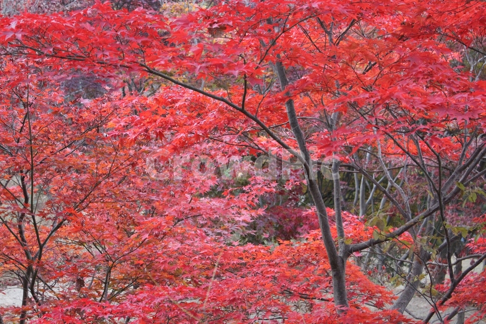 가을단풍,단풍,단풍나무,fall,autumn,maple