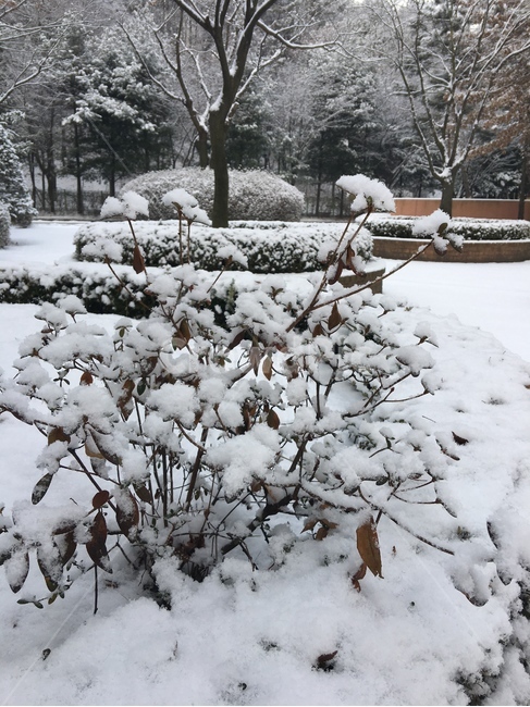 outdoors,옥외,snow,눈,nature,자연,winter,겨울,함박눈,크리스마스