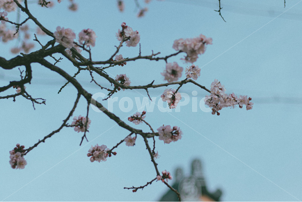 벚꽂,봄,벚꽂나무,배경화면,4월달,감성,꽃,필름카메라,봄느낌,푸른색,핑크,봄,계절,spring,season