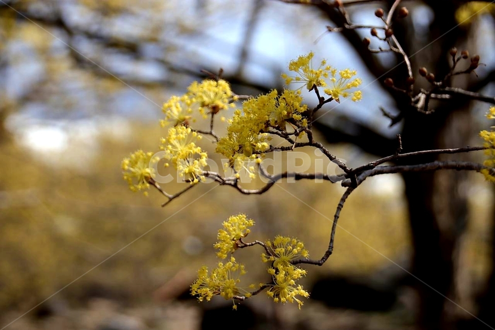 봄,꽃,산수유,노랑,구례,식물,자연,plants,nature,꽃,flower