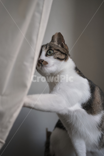 cat,고양이,pet,애완동물,animal,동물,home,집,동물,animal,포유류,mammal,고양이,cat,kitten,kitty