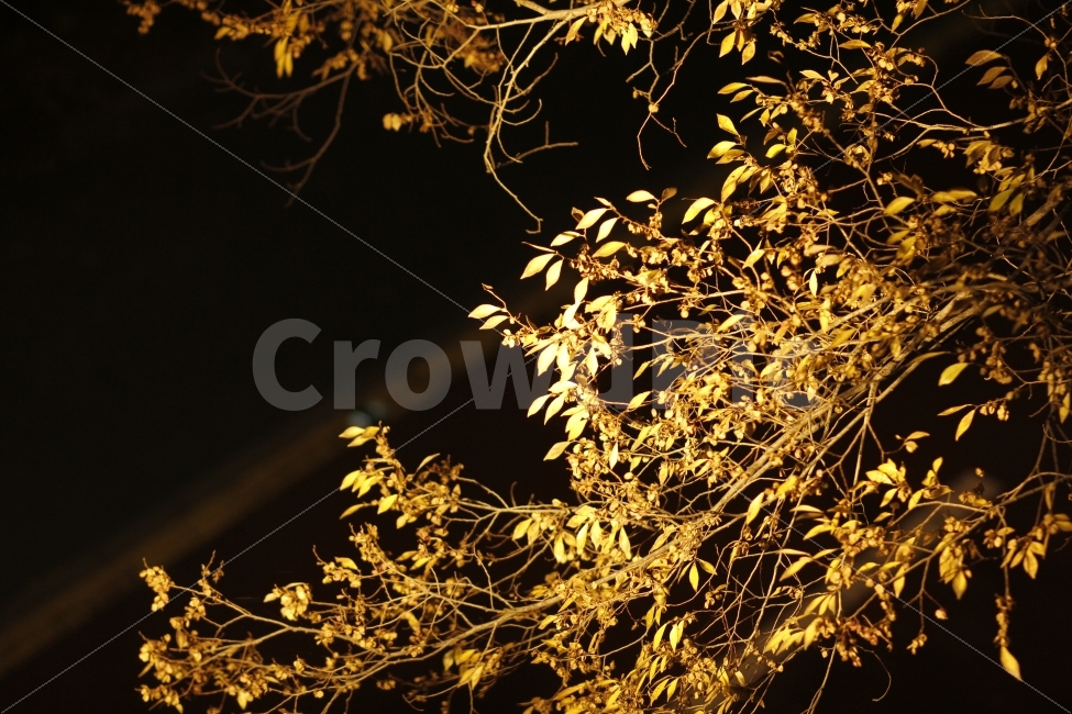 가을,나무,가을밤,낙옆,노랑색,황금빛,야경,식물,자연,plants,nature,가을,계절,fall,autumn,season,야경,밤,풍경,nightscape,night,landscape,plant,leaf,잎