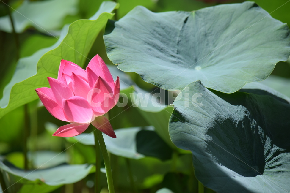 연꽃,연잎,꽃,식물,자연,식물,자연,plants,nature,꽃,flower