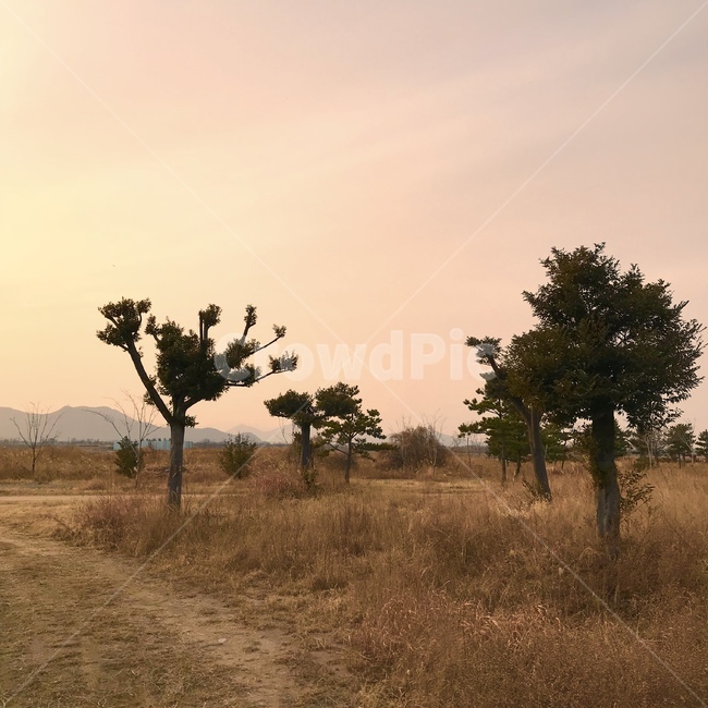 자연,풍경,일몰,해질녘,나무,들판,자연,풍경,nature,landscape,grassland,목초지,field,들,outdoors,옥외,savanna,대초원