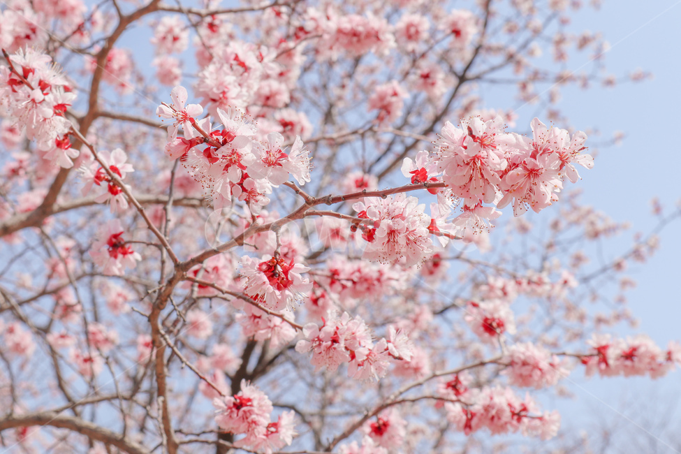 봄,spring,벚꽃,cherryblossom,분홍,분홍색,pink,식물,plant,flower,꽃