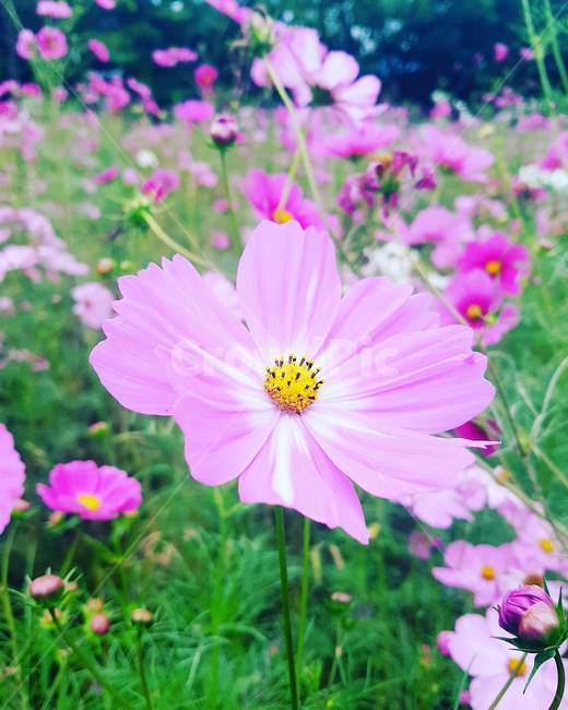 꽃,코스모스,연분홍색,정원,꽃밭,geranium,제라늄,flower,plant,식물,blossom