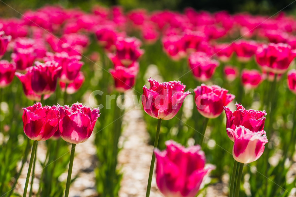 plant,식물,flower,blossom,꽃,봄,식물,자연,plants,nature,꽃,flower