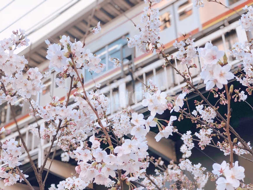 봄,꽃,벚꽃,일본,자연