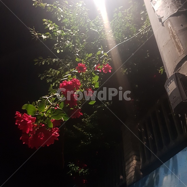 꽃,장미,밤,감성,가로등,장미꽃,flower,꽃,flower