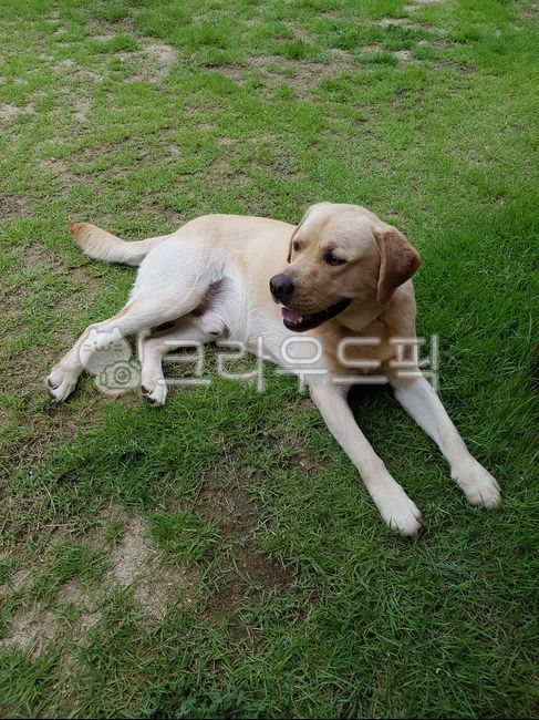 리트리버,개,강아지,반려견,래브라도리트리버,animal,dog,labradorretriever,mammal,포유류,pet,애완동물