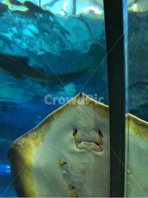아쿠아리움,물고기,가오리,바다,aquarium,fish,sea