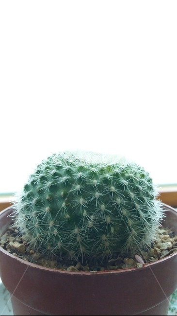 선인장,무효과,애완,식물,사막식물