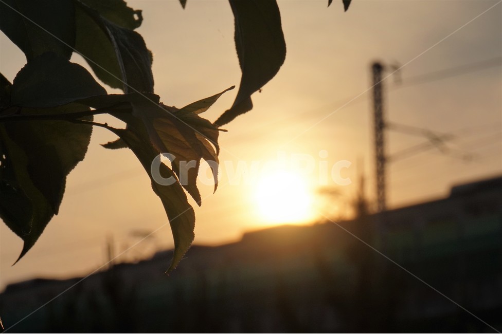 일출,지하철,아침,풍경,sun,sunrise,subway,식물,자연,plants,nature