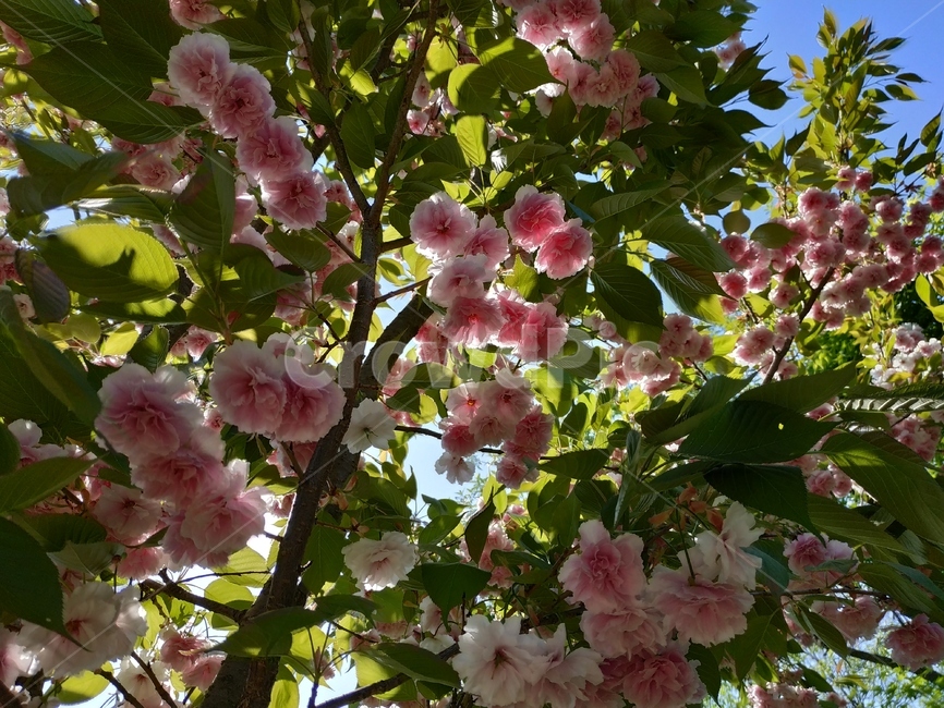 겹벚꽃,벚꽃,그림자,꽃,flower