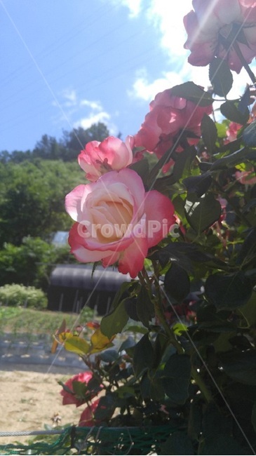 장미,꽃,식물,분홍색,빨간색,햇살,시골,이백리,식물,자연,plants,nature,꽃,flower