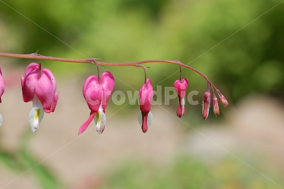 자연,꽃,화려함,예쁜,Nature,Flower,Beautiful,Colorful,빨강,금낭화,식물,자연,plants,nature,꽃,flower