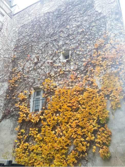 nature,nice building,ivy,building