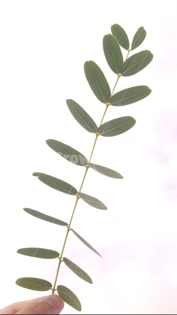 나뭇잎,잎,자연,하늘,손,활엽수,leaves,leaf,hand,sky,cloud,구름