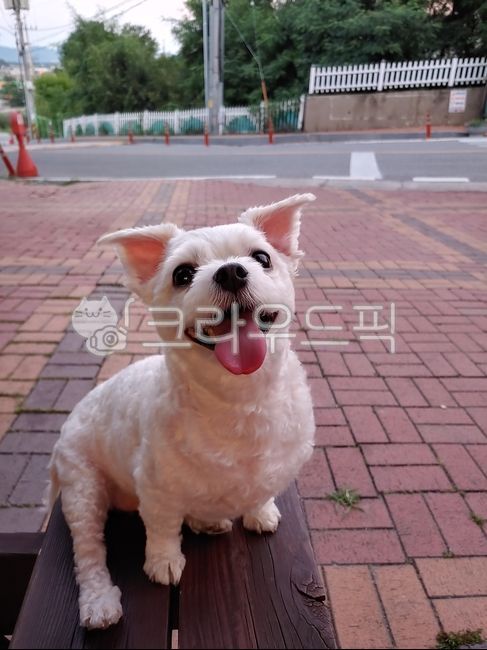 강아지,puppy,반려동물,말티즈,댕댕이,웃는강아지,개,dog,포유류,animal,동물,pet,행복한강아지,애교,행복