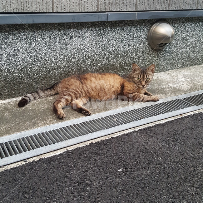 고양이,고앵이,고양님,집사,집사님,cat,동물,animal,포유류,mammal,고양이,cat,kitten,kitty