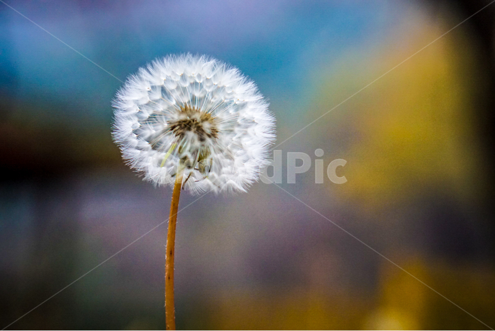 식물,꽃,민들레,민들레홀씨,감성,식물,자연,plants,nature
