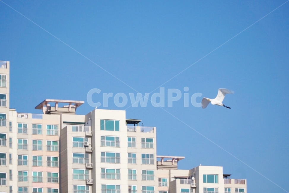 하늘,새,아파트,가을,겨울,도시,풍경,city,landscape,동물,animal,조류,새,birds,건축물,건물외관,exterior,building,structure,architecture,construction,bird,flying,나는