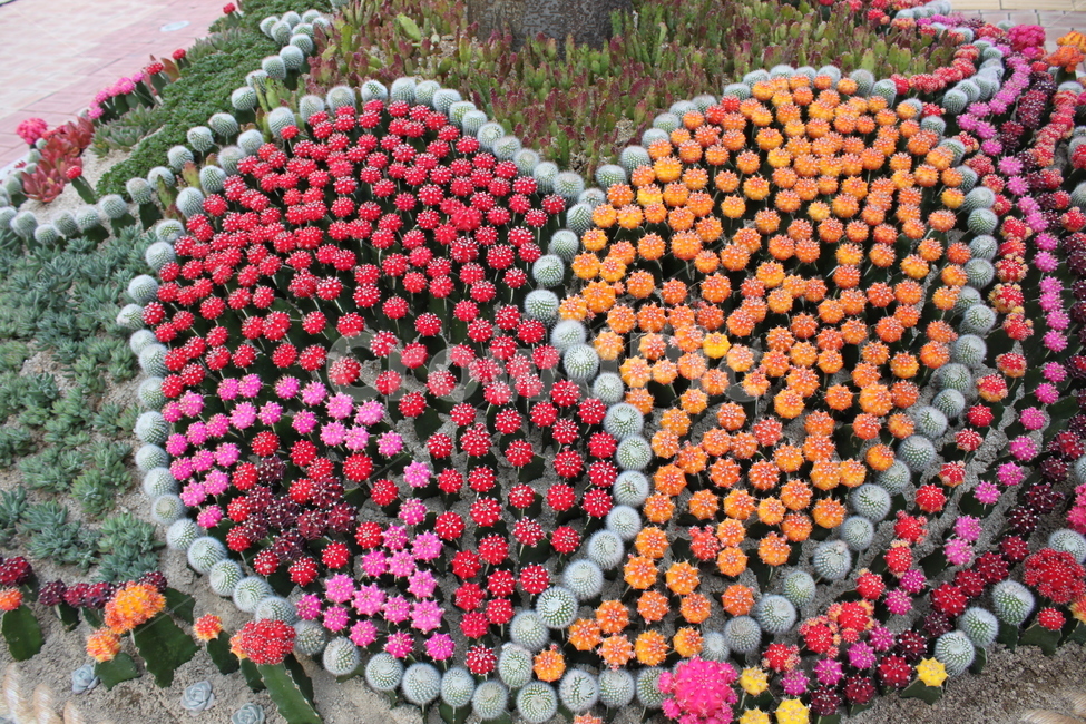 선인장,컬러,빨강,주황,하트,컬러선인장,식물,plant