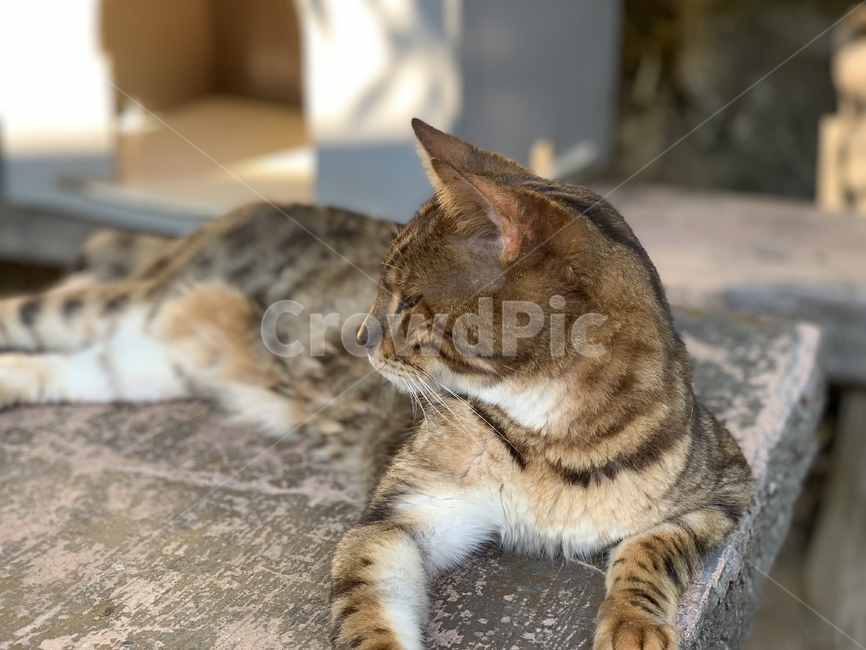 고양이,동물,귀여운,cat,animal,cute,pet,mammal,포유류,동물,animal,포유류,mammal,고양이,cat,kitten,kitty