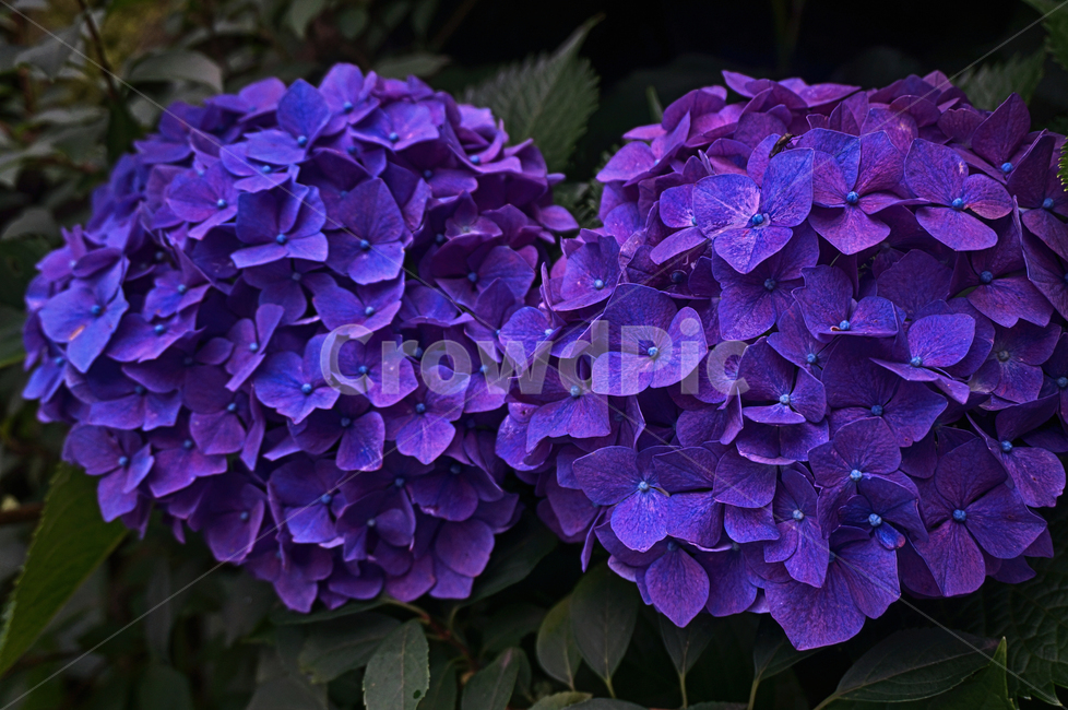 수국,보라색,꽃,식물,자연,식물,자연,plants,nature,꽃,flower