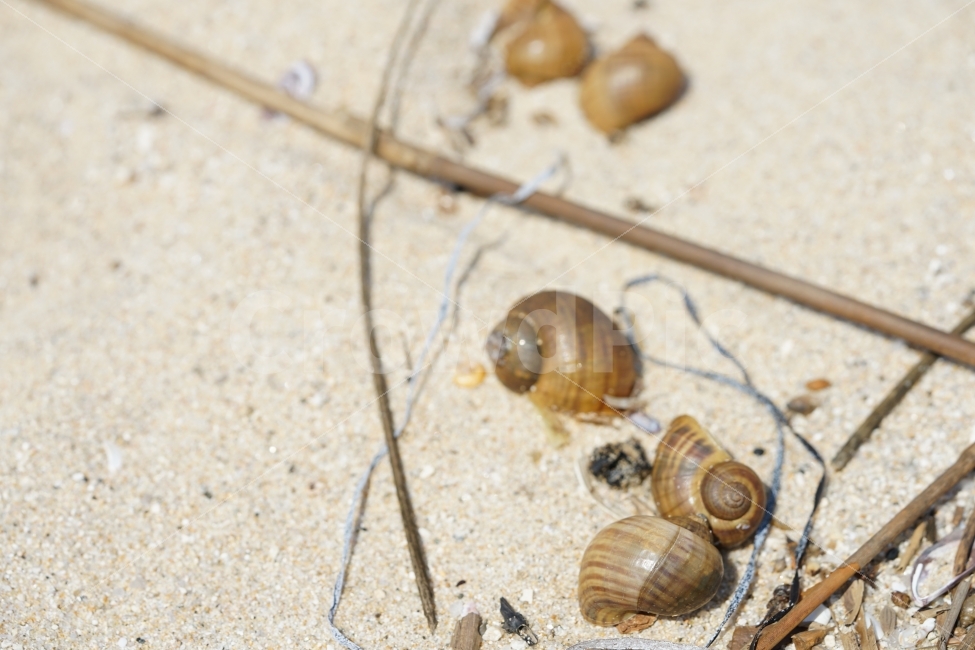 바다,껍데기,해변,모래사장,모래,조개껍데기,소라,고동,골뱅이,껍질,비치,beach,sand,바닷가,풍경,느낌,감성,생명,해수욕장,해변,바다,beach,sea