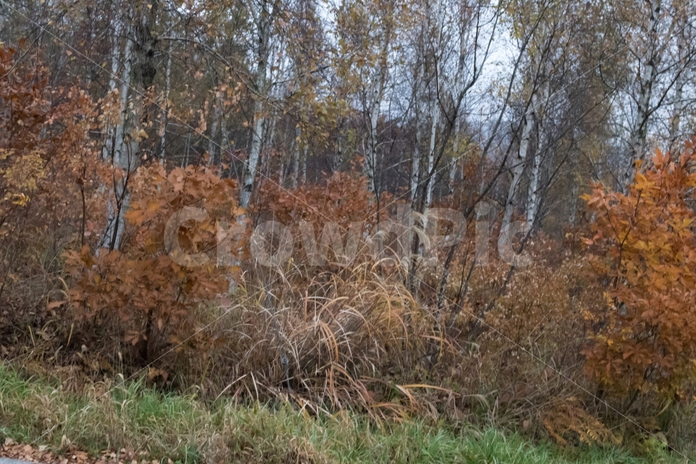 가을,안개,나무,풀,단풍,가을,계절,fall,autumn,season,자연,풍경,nature,landscape,tree,plant,식물