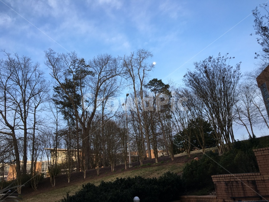 나무,하늘,달,잔디,trees,sky,green