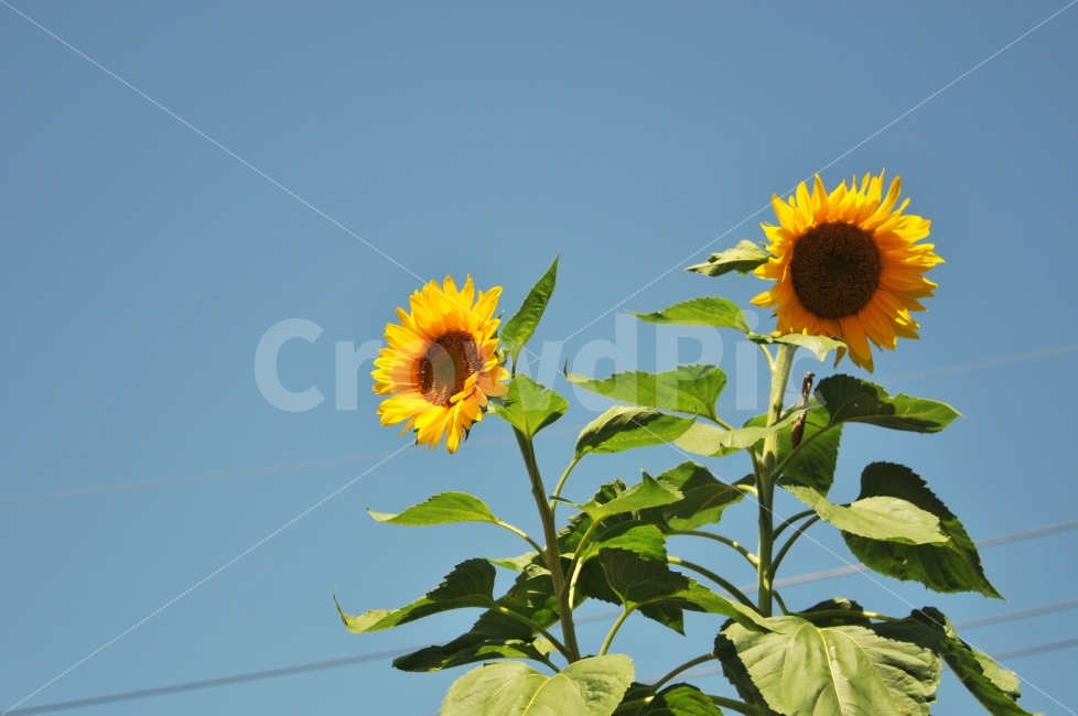 해바라기,가을하늘,풍경,디자인,photo,여름,계절,summer,season,식물,자연,plants,nature,꽃,flower,plant,blossom