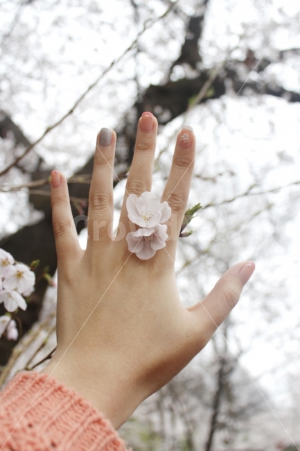 사람,손,여자,벚꽃,꽃반지,봄,감성,flower,소녀,핑크,은은함,봄,계절,spring,season,식물,자연,plants,nature,꽃,flower,사람,인물,인간,human,person,blossom,petal,꽃잎,plant