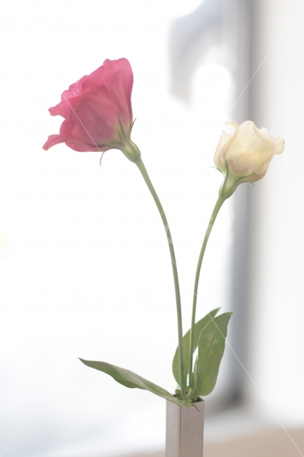 꽃,감성사진,꽃사진,리시얀셔스,flower,식물,자연,plants,nature,꽃,flower,실내용화초,화분,화초,house plant,인테리어,실내디자인,interior design