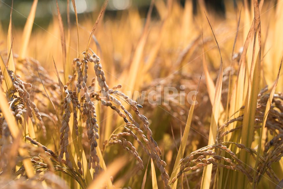 가을,벼,수확,농촌,농업,감성,풍경,자연,곡류,곡식,cereals,산업,industry,industrial,농업,농사,agriculture,farming,farming industry