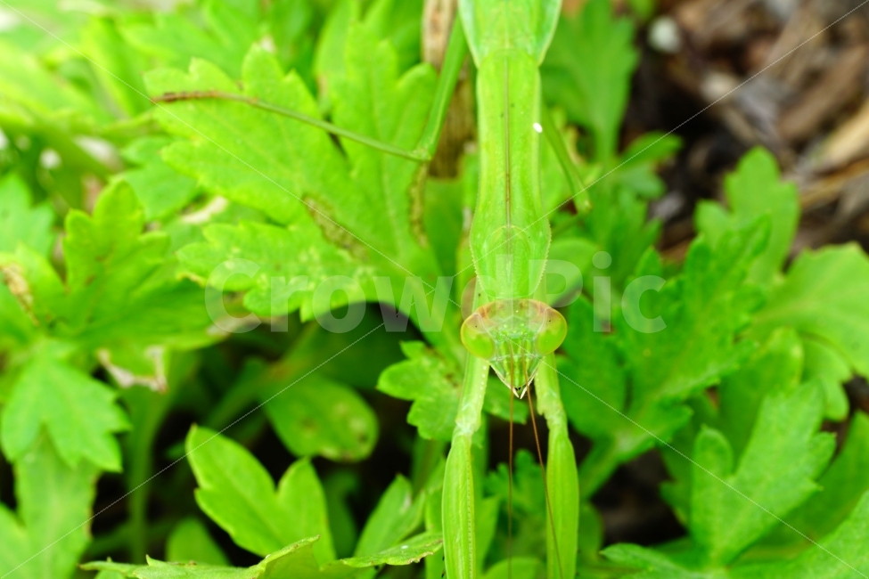 사마귀,곤충,벌레,동물,자연,animal,nature,praying,insect,bug,무법자,접사,macro,식물,풀,풀잎,이파리,여름,summer,근접촬영,마크로,신비,생명,생태,생태계,green,그린,스냅,스냅사진,스넵,스넵사진,snap,snapshot,한국자연,한국의자연,풍경,landscape,동물,animal,곤충,벌레,insect,bug
