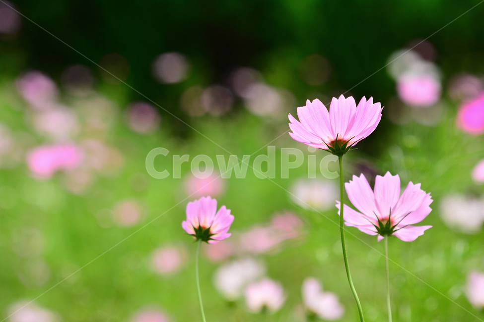 코스모스,보케,감성,분위기,가을꽃,꽃,가을분위기,cosmos,flowers,autumn,fall,빛,투명한,핑크색,pink,가을느낌,계절,시즌,9월,10월,원형,bokeh,빛망울,클로즈업,closeup,feeling,emotion,sensible,느낌,필,season,가을,계절,fall,autumn,season,식물,자연,plants,nature,꽃,flower,plant,blossom,daisy,데이지,daisies