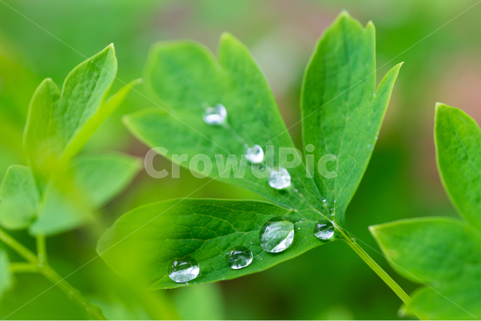 풀,물방울,풀잎,자연,waterdrop,natural,bladeofgrass,식물,자연,plants,nature