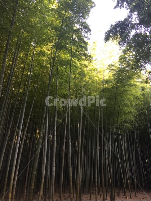 대나무,대나무숲,자연,푸르름,숲속,자연,풍경,nature,landscape,plant,식물