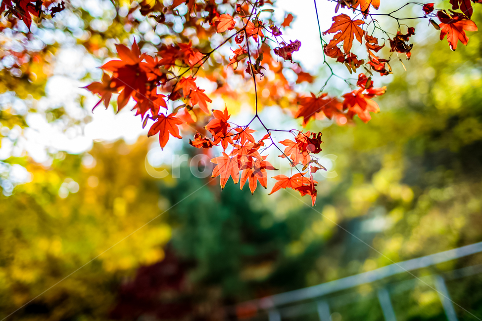 단풍,가을정취,힐링,둘레길,산책길,가을,계절,fall,autumn,season,leaf,잎,plant,식물,tree,나무