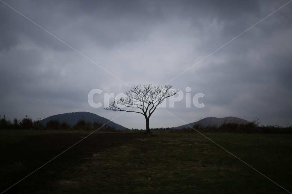 겨울,왕따,제주,왕따나무,겨울나무,자연,풍경,nature,landscape,한국자연풍경,한국자연경관,korea nature landscape,식물,plants,나무,trees,wood,plant,tree,field,들,outdoors,옥외,grassland,목초지