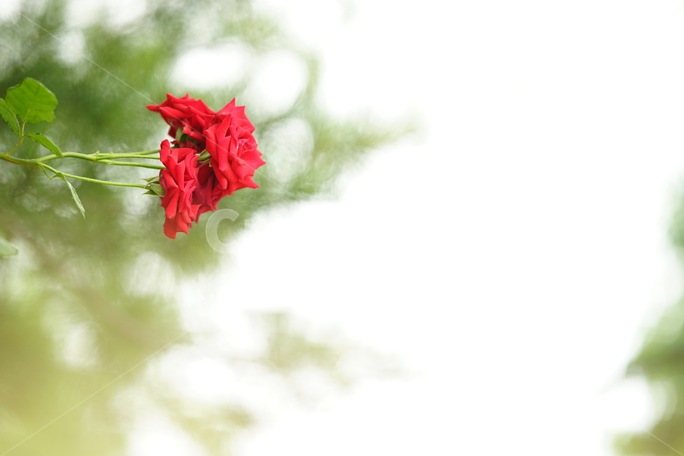장미,로즈,꽃,레드,빨강,색감,rose,flower,자연,감성,감성사진,접사,미,아름다움,식물,플라워,꽃사진,식물,자연,plants,nature,꽃,flower