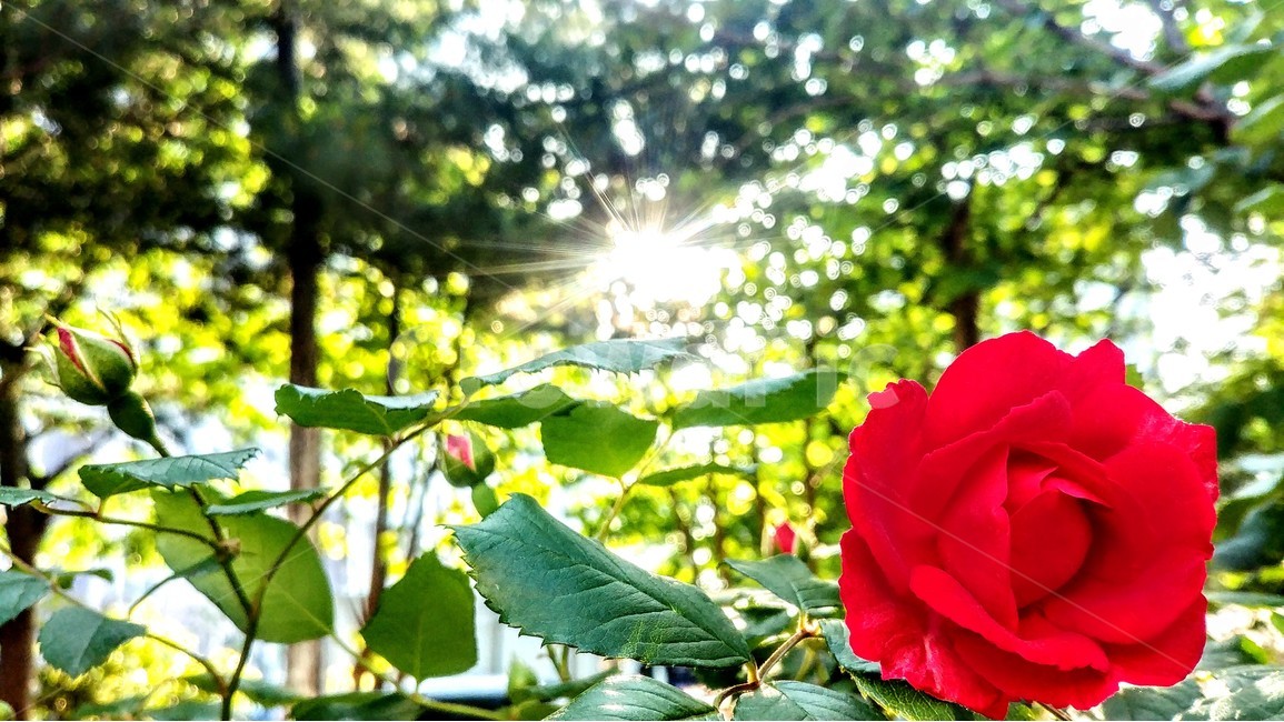장미,빛,배경,꽃,풍경,감성,식물,자연,plants,nature,꽃,flower